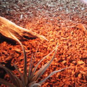 トカゲ飼育の床材