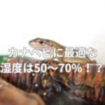 カナヘビに最適な湿度は50～70%