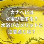 カナヘビは水浴びをする？