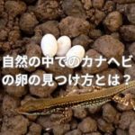 自然の中でのカナヘビの卵の見つけ方とは？