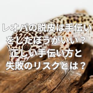 レオパの脱皮は手伝いをしたほうがいい?正しい手伝い方
