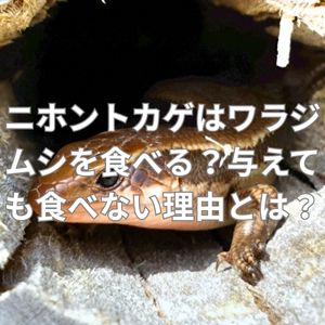 ニホントカゲはワラジムシを食べる?与えても食べない理由とは?