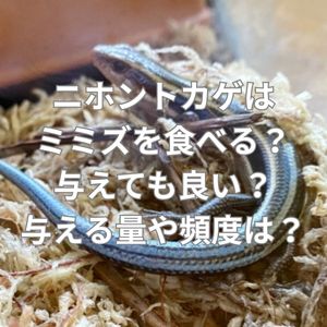 ニホントカゲはミミズを食べる?与えても良い?与える量や頻度は?