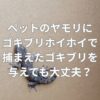 ペットのヤモリにゴキブリホイホイで捕まえたゴキブリを与えても大丈夫？