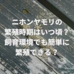 ニホンヤモリの繁殖時期はいつ頃？飼育環境でも簡単に繁殖できる？