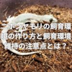 ニホンヤモリの飼育環境の作り方と飼育環境維持の注意点とは？