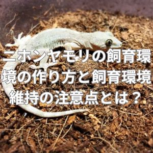 ニホンヤモリの飼育環境の作り方と飼育環境維持の注意点とは？