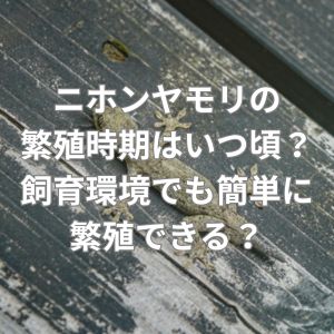 ニホンヤモリの繁殖時期はいつ頃？飼育環境でも簡単に繁殖できる？