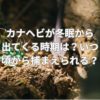 カナヘビが冬眠から出てくる時期は？いつ頃から捕まえられる？