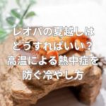 レオパの夏越しはどうすればいい？高温による熱中症を防ぐ冷やし方