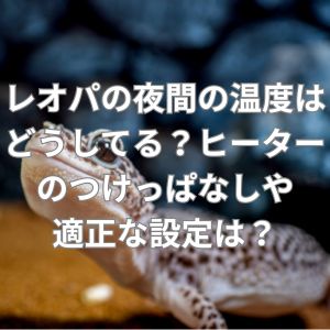 レオパの夜間の温度はどうしてる？ヒーターのつけっぱなしや適正な設定は？