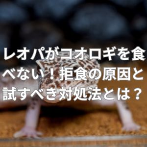 レオパがコオロギを食べない！拒食の原因と試すべき対処法とは？