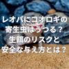 レオパにコオロギの寄生虫はうつる？生餌のリスクと安全な与え方とは？