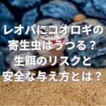 レオパにコオロギの寄生虫はうつる？生餌のリスクと安全な与え方とは？