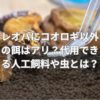 レオパにコオロギ以外の餌はアリ？代用できる人工飼料や虫の選び方は？