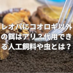 レオパにコオロギ以外の餌はアリ？代用できる人工飼料や虫の選び方は？