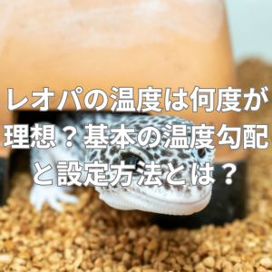 レオパの温度は何度が理想?基本の温度勾配と設定方法とは?