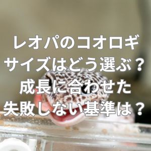 レオパのコオロギサイズはどう選ぶ?成長に合わせた失敗しない基準は?